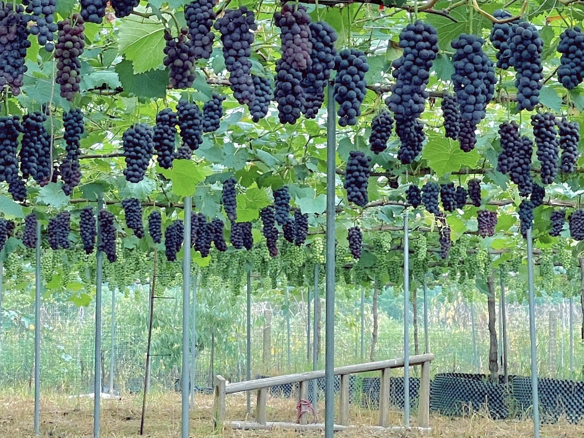 向巴葡萄庄园：体验田园乐趣，尽享葡萄采摘之旅