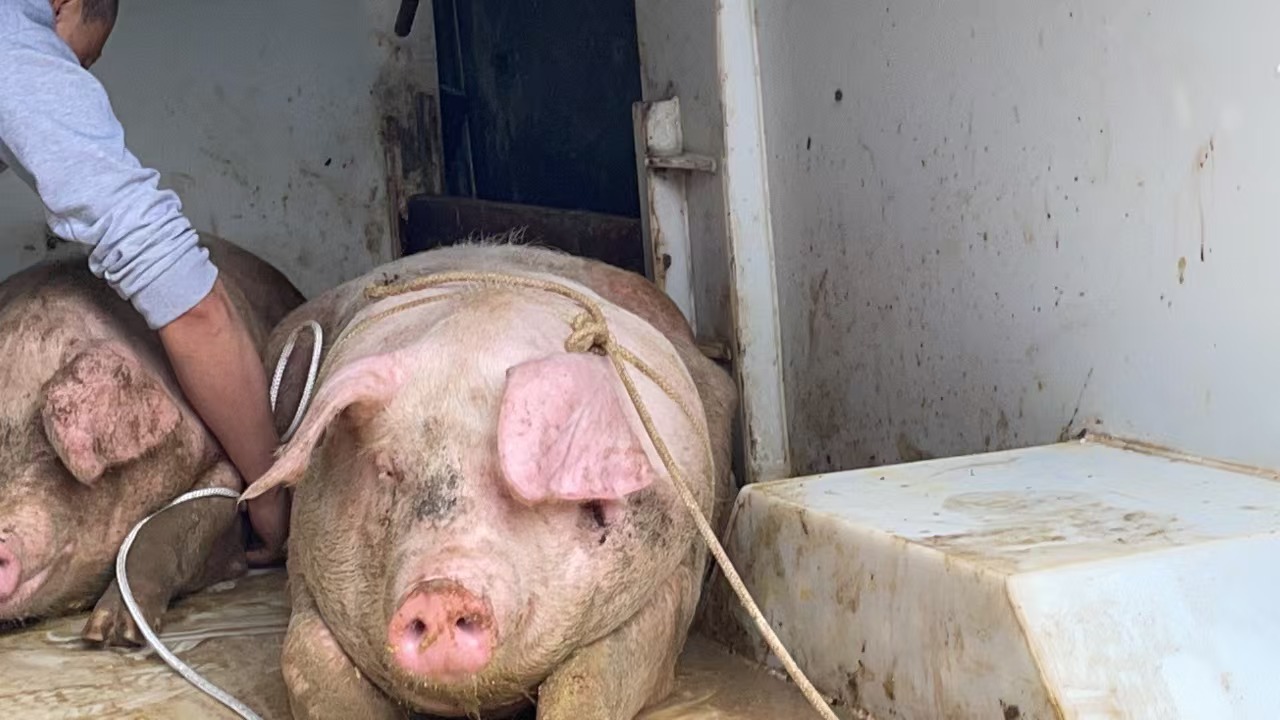 山崖星空的刨猪汤启动！