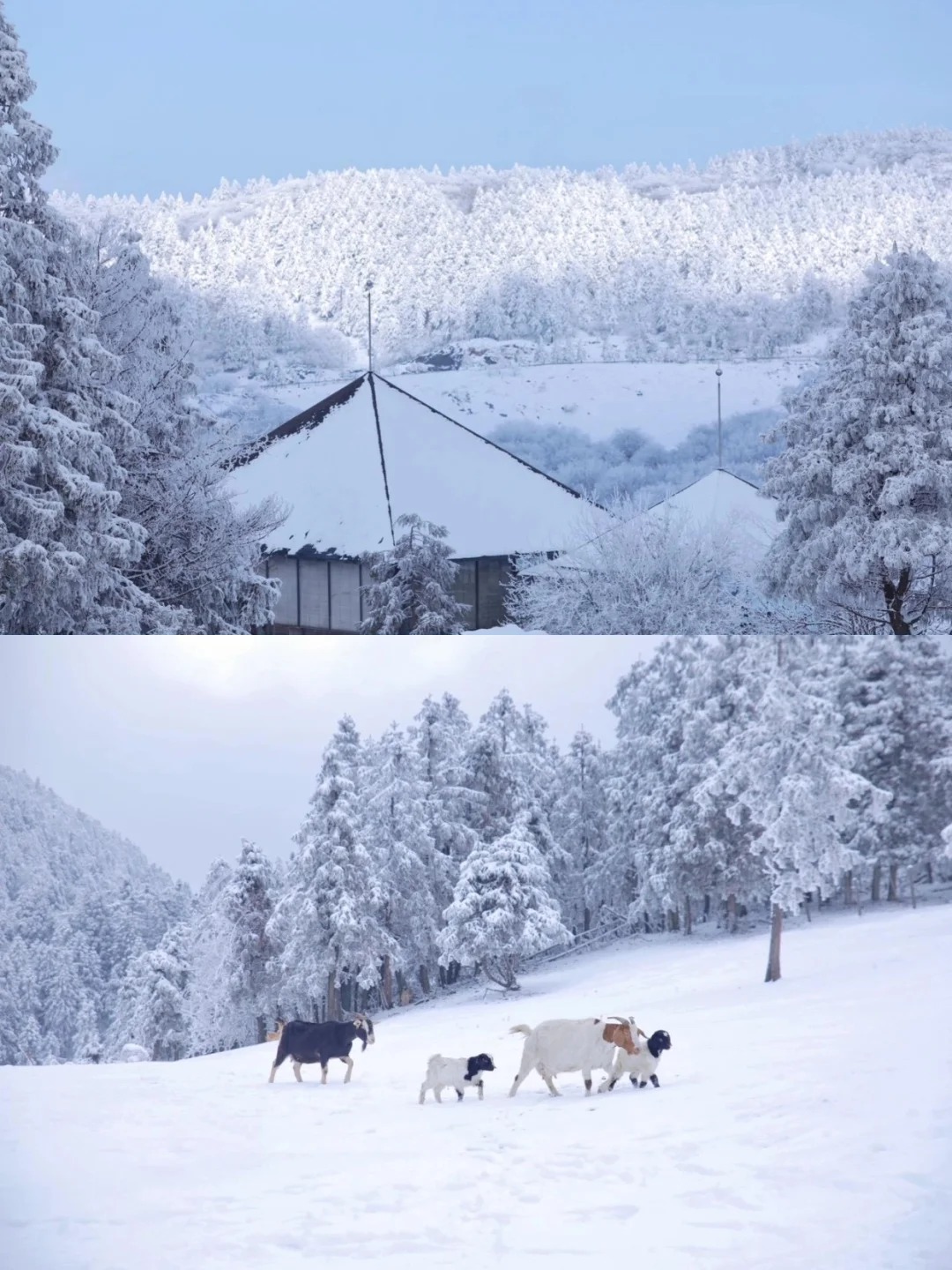 12月又该去仙女山看雪啦！