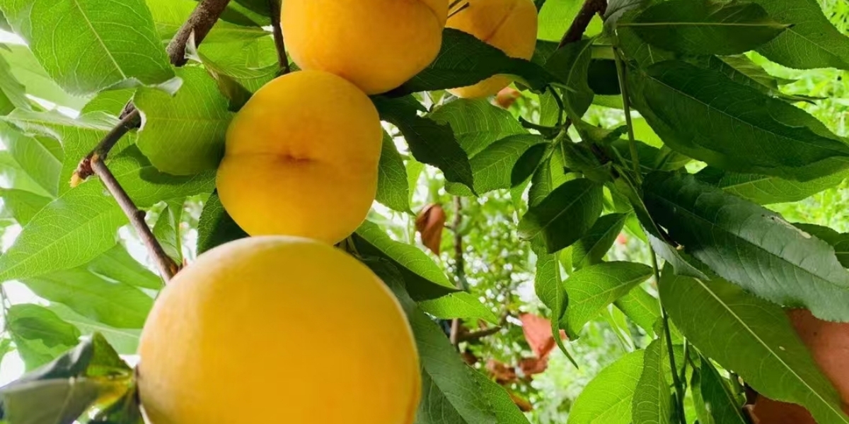 田园采摘攻略：不同季节蔬果采摘要点大公开！