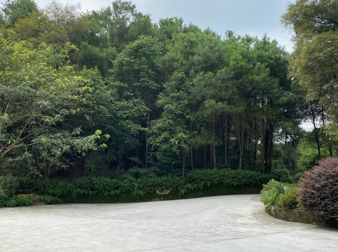 藏在主城边缘的森林秘境：上森林山庄